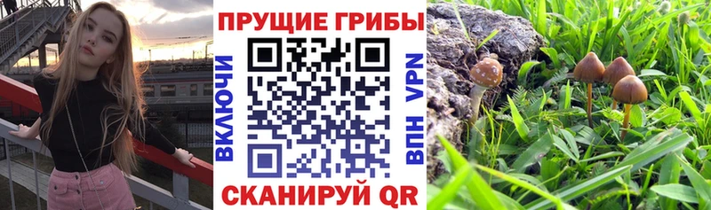 хочу   Нестеровская  Псилоцибиновые грибы мухоморы 